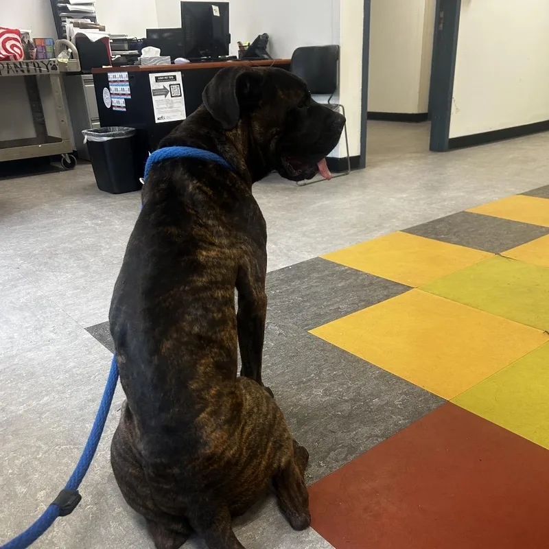 An adult medium-sized male Brindle Mixed Breed dog named Buster Brown for adoption in Philadelphia, PA