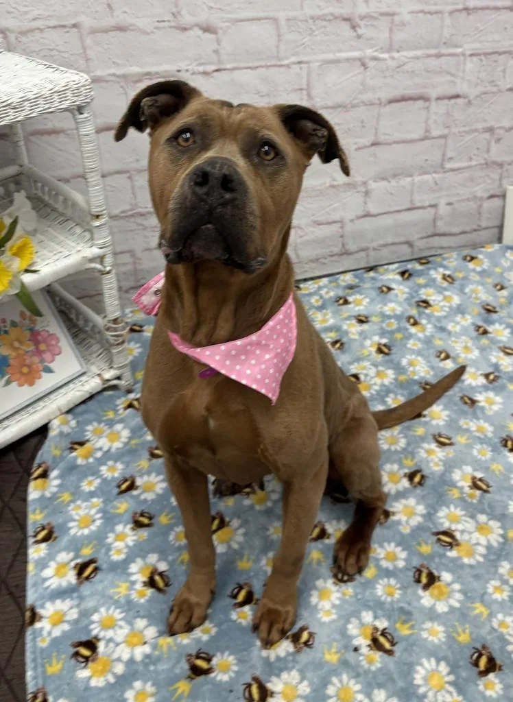An adult large-sized female Mixed Breed dog named Cookie for adoption in Detroit, MI