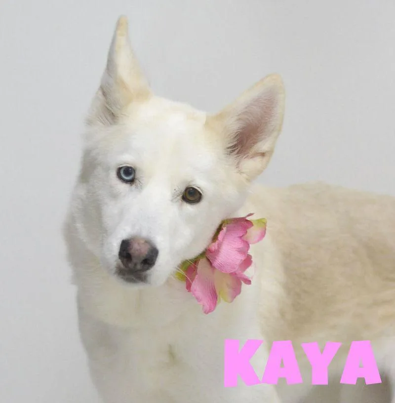 Kaya