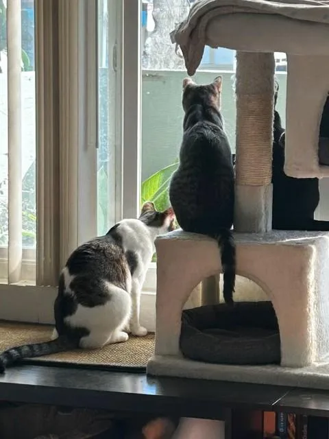 Simon And Harvey thumbnail 2