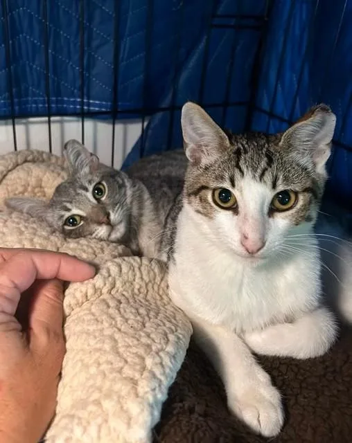 Simon And Harvey thumbnail 3