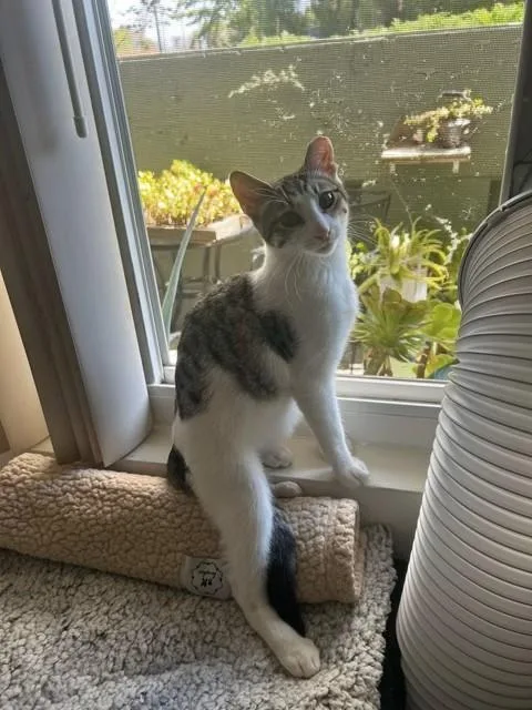 Simon And Harvey thumbnail 4