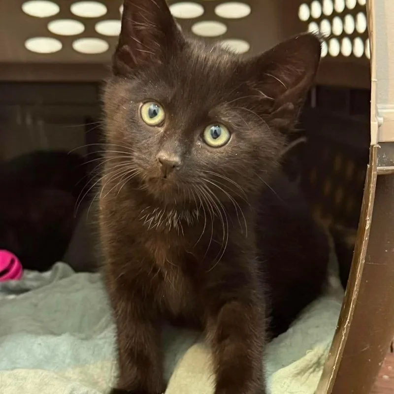 A baby small-sized male Black Domestic Short Hair cat named Knicks for adoption in Nampa, ID