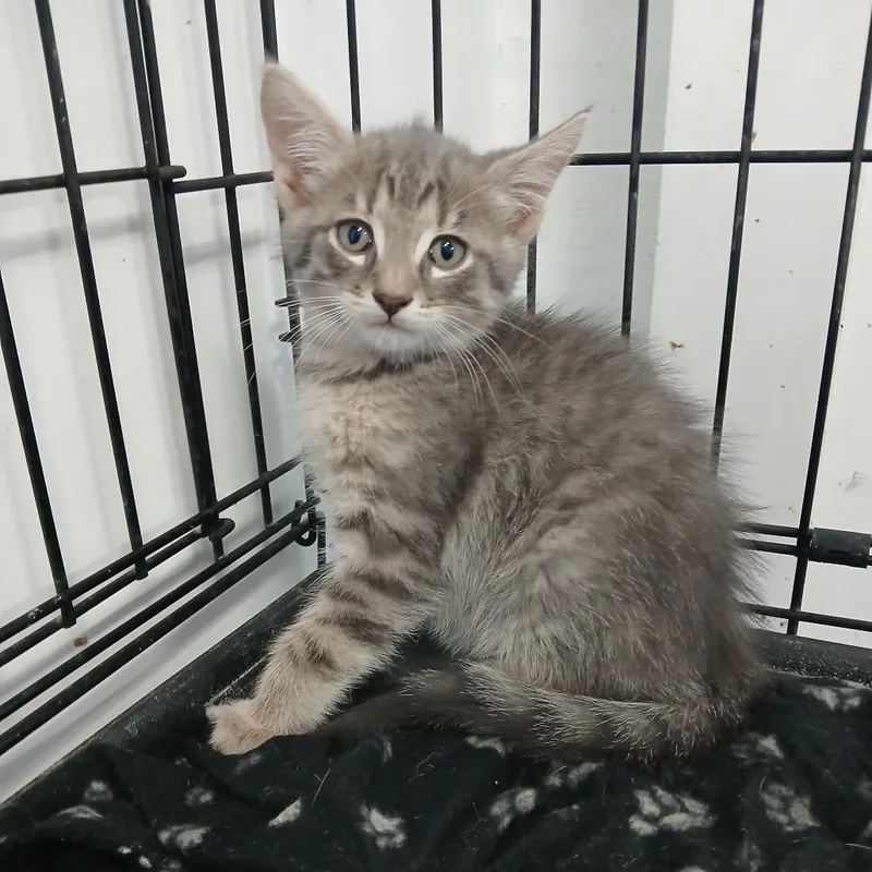 A baby small-sized male Domestic Long Hair cat named Owen for adoption in Clarksdale, MS