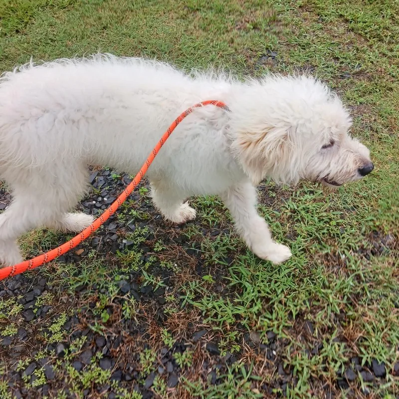 A young medium-sized male White / Cream Standard Poodle dog named Goose for adoption in Wadena, MN