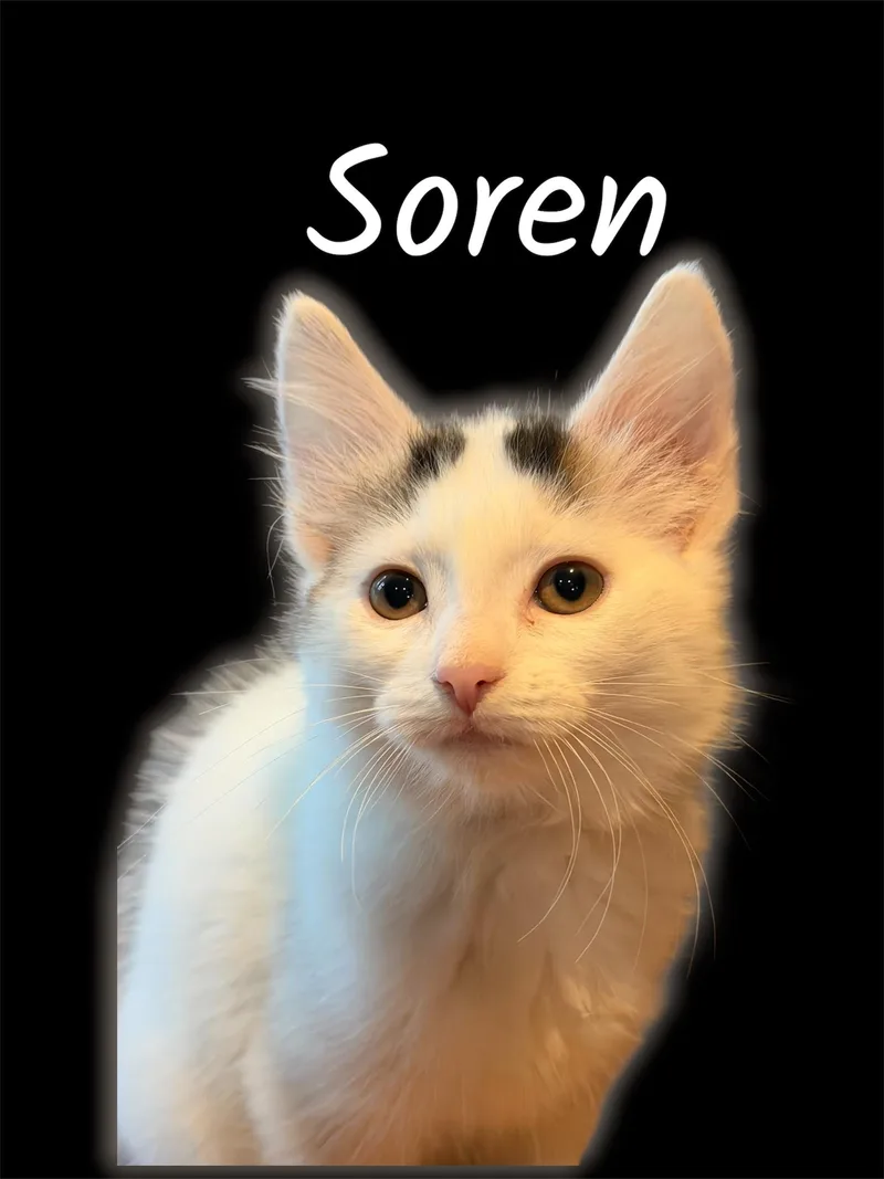 A baby small-sized female White Domestic Short Hair cat named Soren for adoption in Auburn, CA