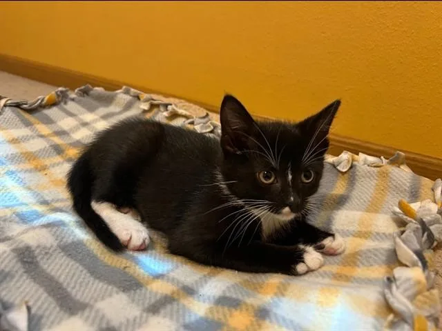A baby small-sized female Domestic Short Hair cat named Lady Bird for adoption in Ames, IA