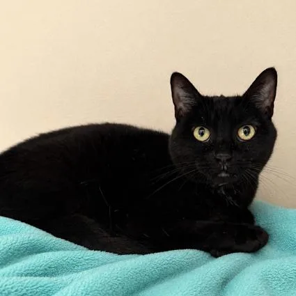 An adult medium-sized female Black Domestic Short Hair cat named Mela for adoption in Hawthorne, CA
