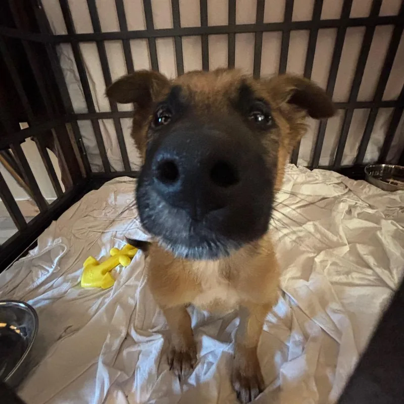 A baby small-sized male Brown / Chocolate Mixed Breed dog named Faust for adoption in Moab, UT