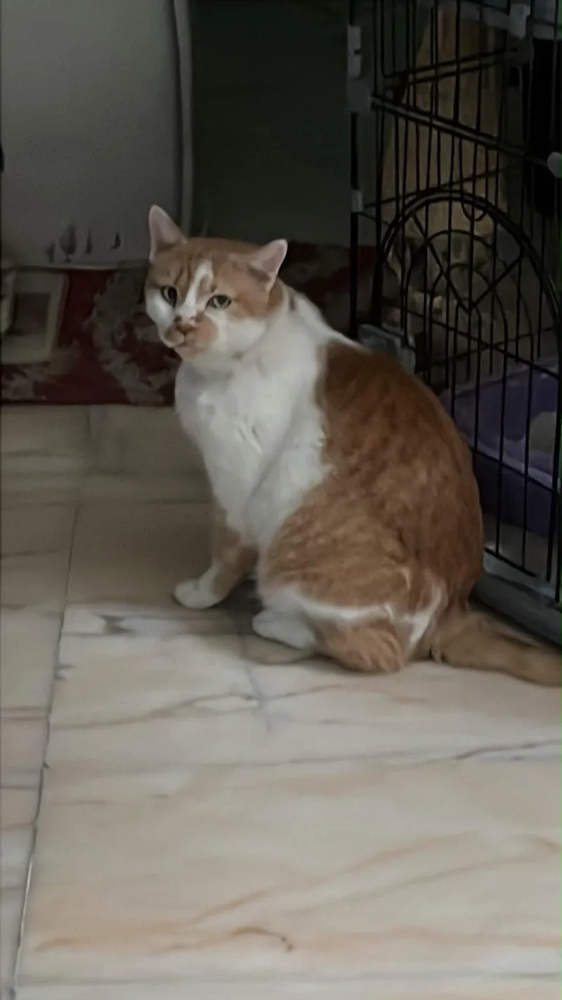 A senior medium-sized male Orange & White Domestic Short Hair cat named Binx KSA for adoption in Herndon, VA
