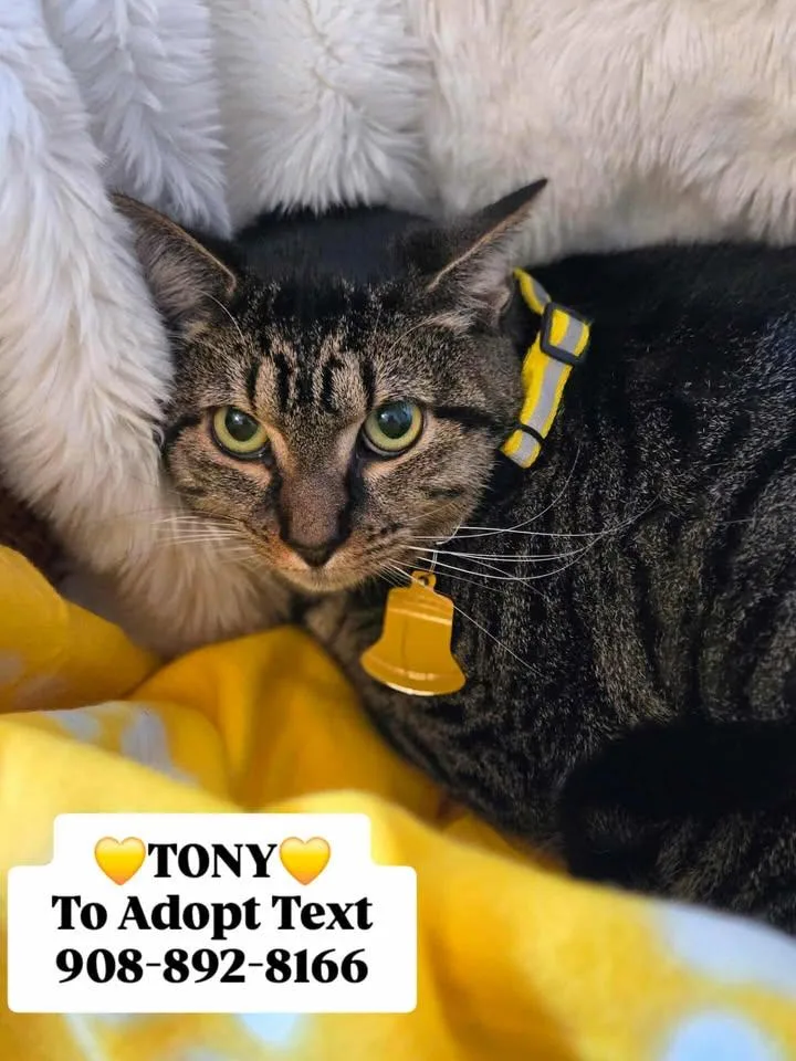 A young small-sized male Brown / Chocolate Domestic Short Hair cat named Anthony for adoption in Bridgewater, NJ