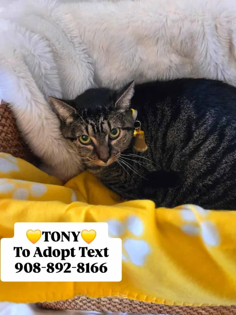 Anthony thumbnail 2