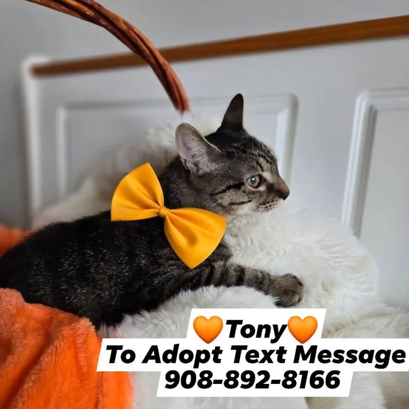 Anthony thumbnail 5