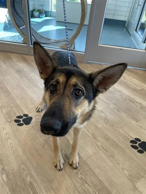 Mora Rose thumbnail 2