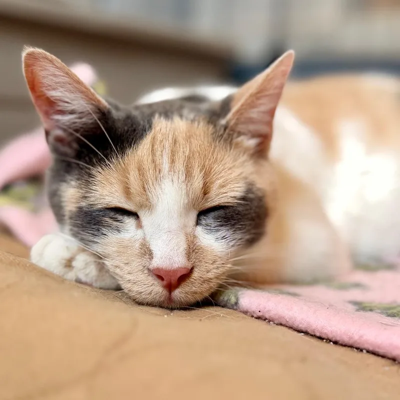 A young medium-sized female Calico Domestic Short Hair cat named Zorarena for adoption in Green Bay, WI