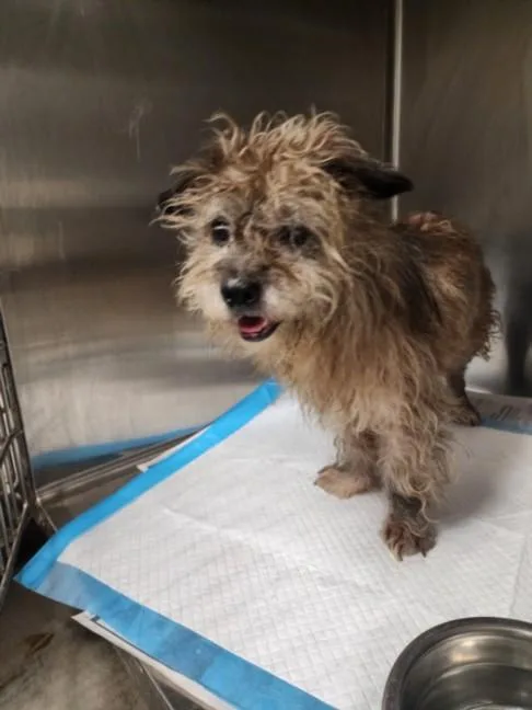 A senior small-sized male Maltese dog named Hiro for adoption in Chatsworth, CA