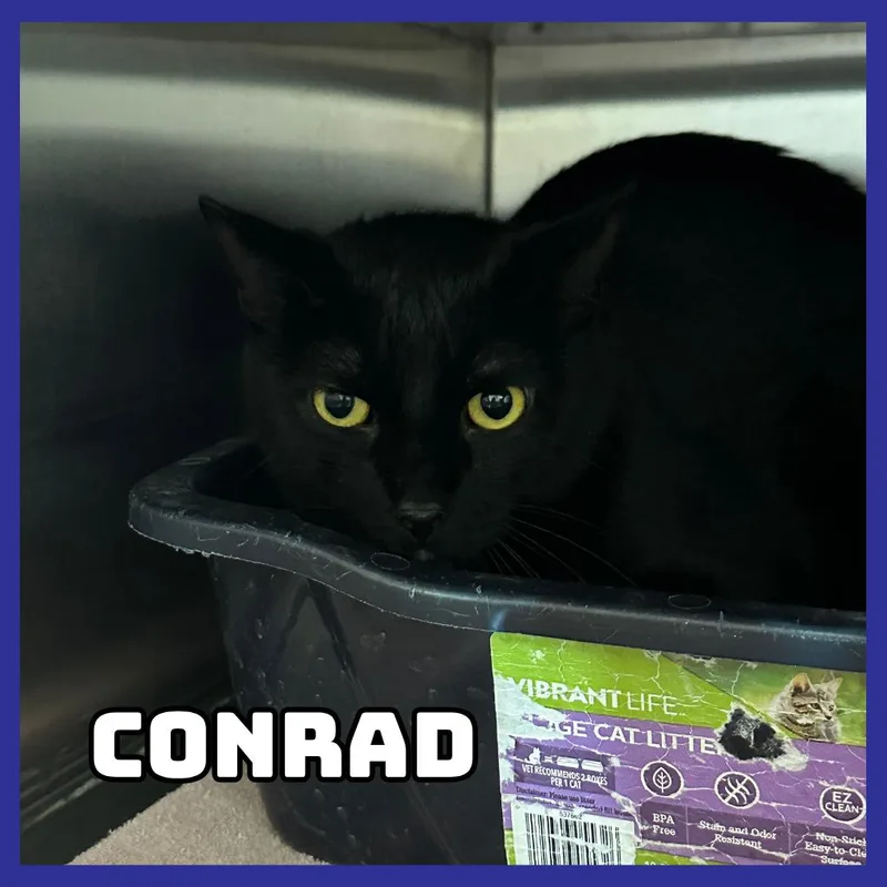An adult large-sized male Black Domestic Short Hair cat named Conrad for adoption in Glenwood, MN