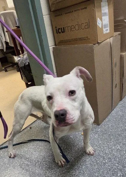 A baby large-sized female Pit Bull Terrier dog named Valerie for adoption in Oakland, CA