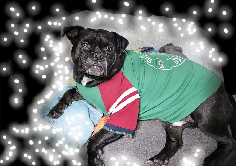 Black Jack Jack!! thumbnail 2