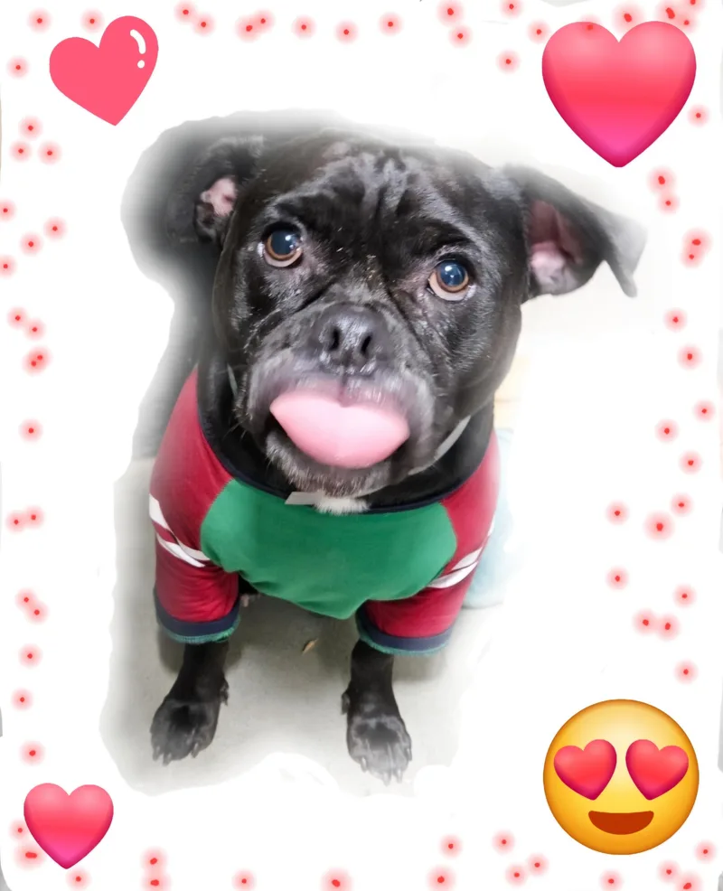 Black Jack Jack!! thumbnail 3