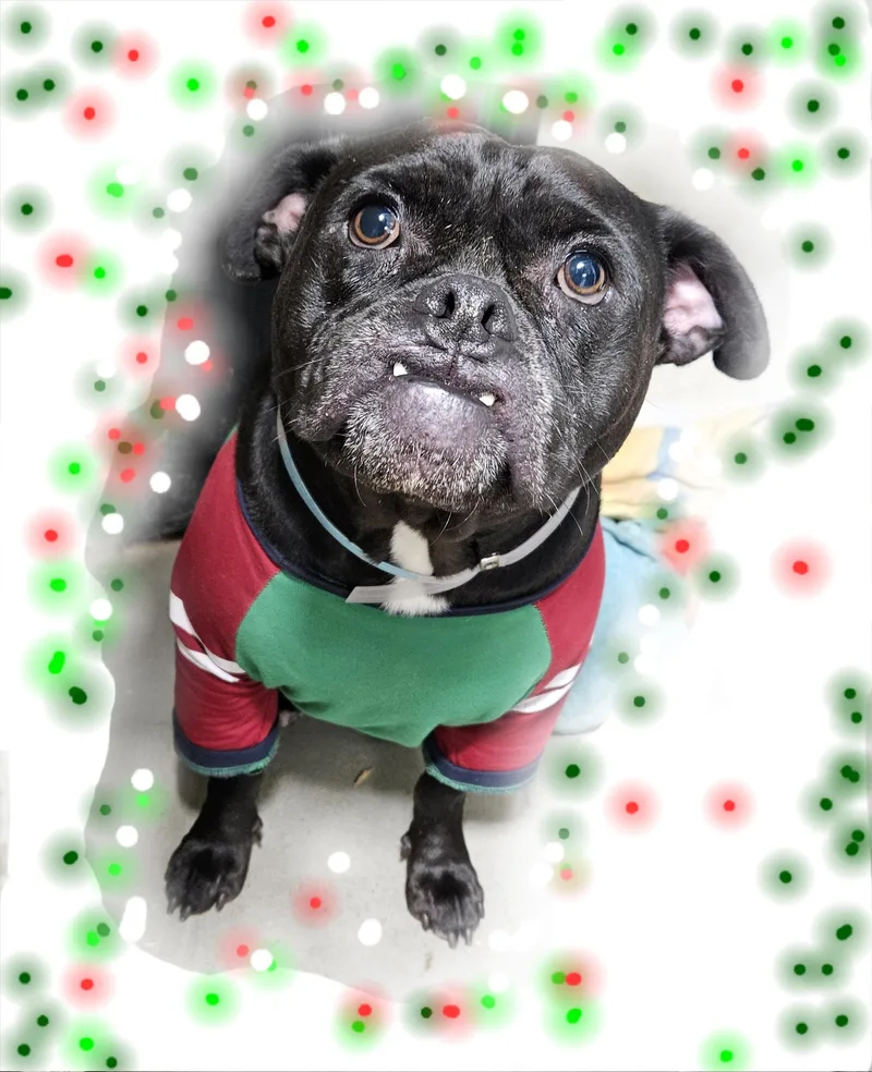 Black Jack Jack!! thumbnail 4