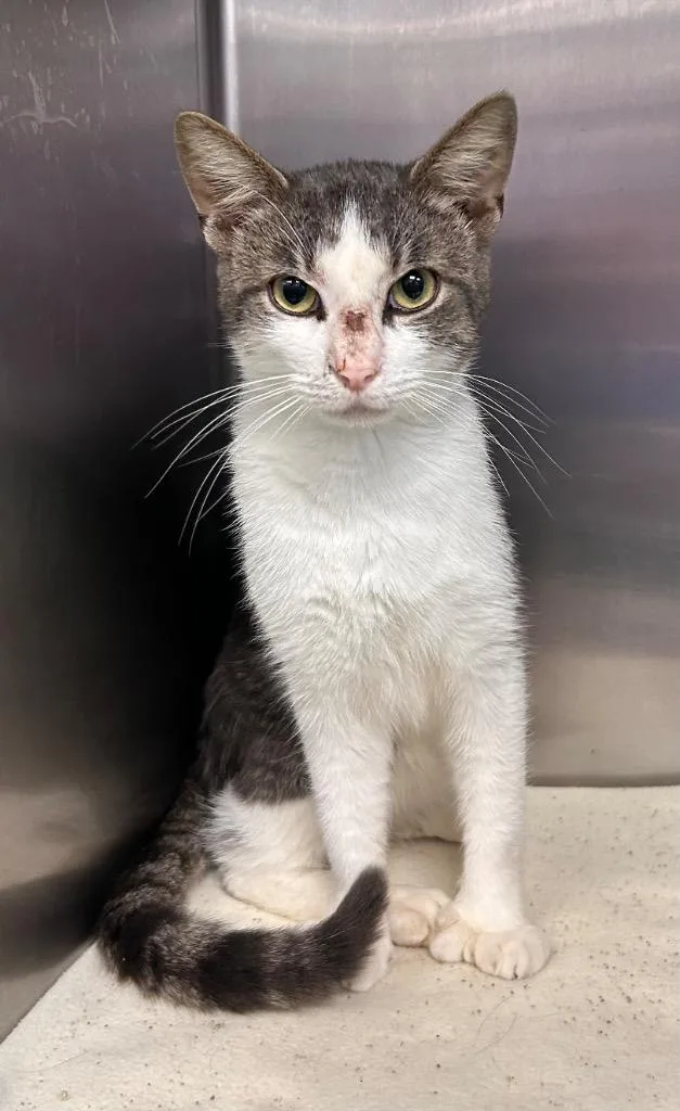 A young medium-sized male Domestic Short Hair cat named Nash for adoption in New Manchester, WV