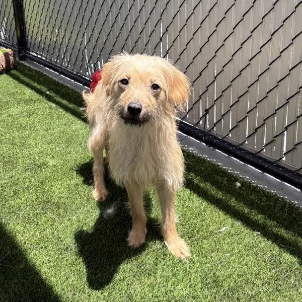 A young small-sized female Wirehaired Terrier dog named Fuego for adoption in San Diego, CA