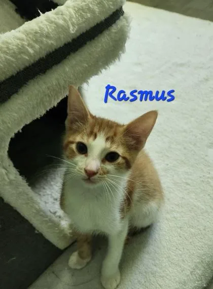 A young small-sized male Domestic Short Hair cat named B Rasmus for adoption in North Charleston, SC