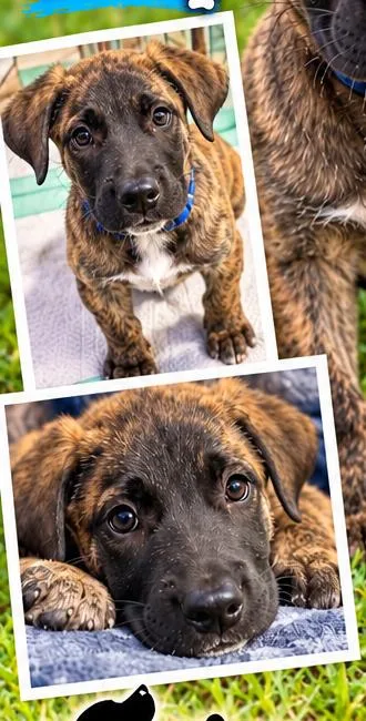A baby large-sized male Anatolian Shepherd dog named Creed for adoption in Sunderland, MD