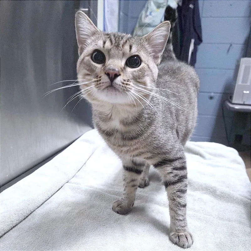 An adult medium-sized male Brown / Chocolate Domestic Short Hair cat named Winston for adoption in Providence, RI