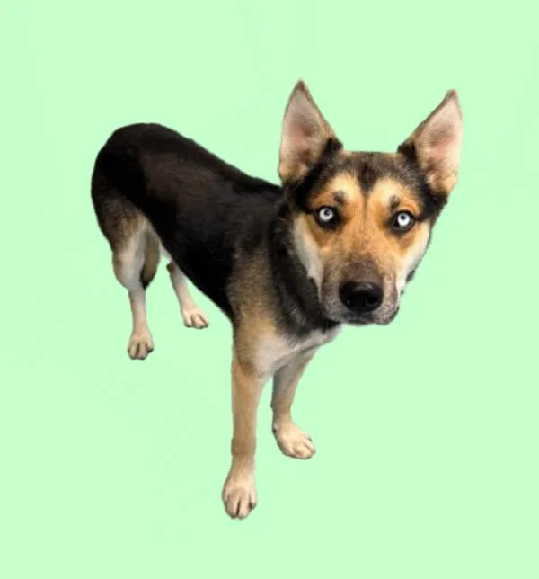 An adult large-sized male German Shepherd Dog dog named Gunther for adoption in Hollister, CA