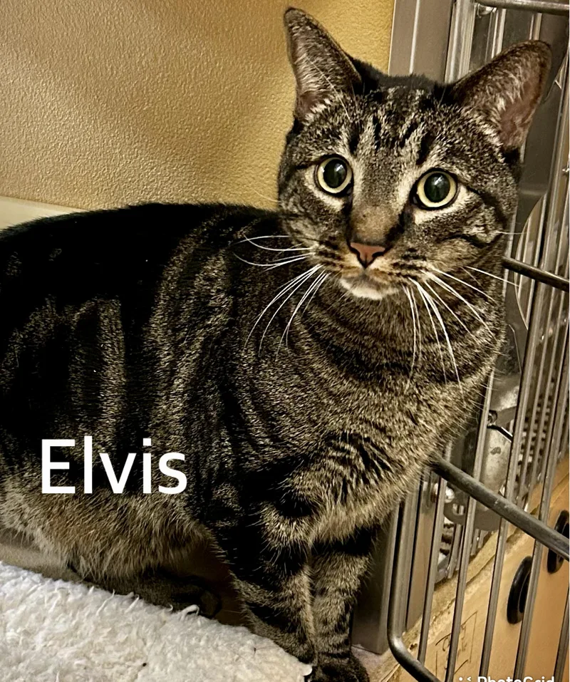 An adult medium-sized male Black & White / Tuxedo Domestic Short Hair cat named Parker And Elvis for adoption in Owasso, OK