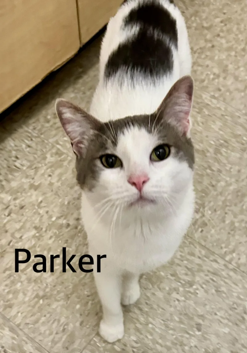 Parker And Elvis thumbnail 2