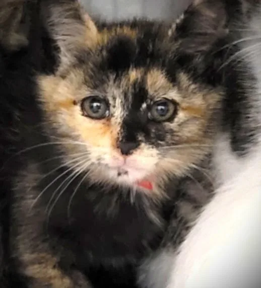 A baby small-sized female Domestic Short Hair cat named Barley for adoption in Los Angeles, CA