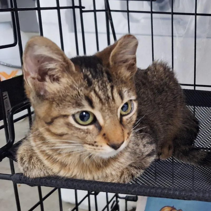 A baby small-sized female Brown / Chocolate Domestic Short Hair cat named Eleven Houston for adoption in Denver, CO