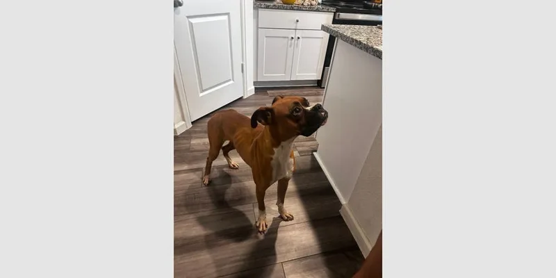 A young medium-sized male Boxer dog named Canelo V for adoption in Hewitt, TX