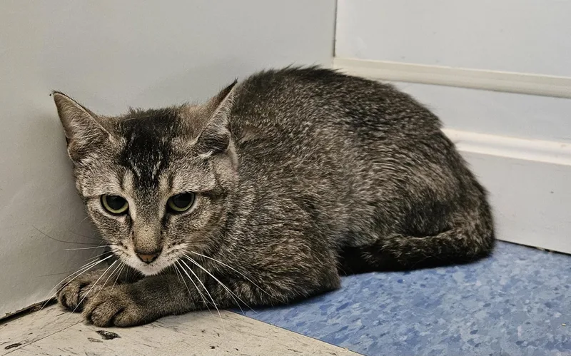 An adult medium-sized female Domestic Short Hair cat named Bushing for adoption in Claremont, NH