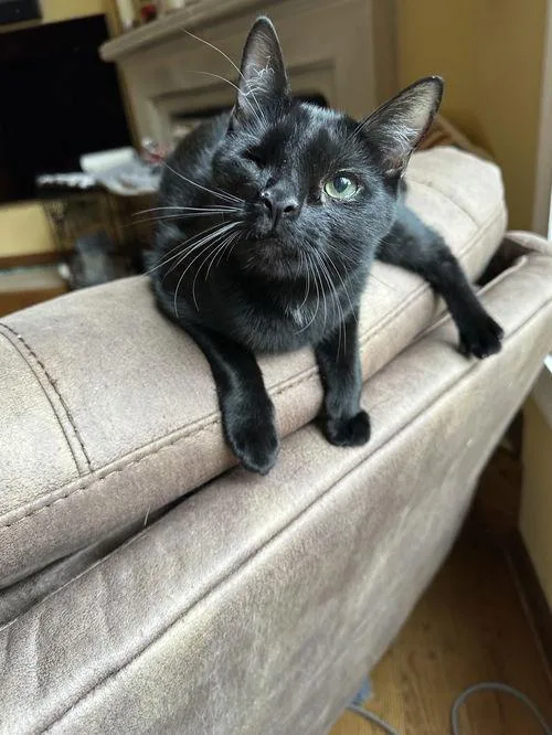 A young medium-sized male Black Domestic Short Hair cat named Edgar for adoption in Broomall, PA