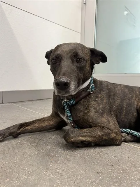 A young medium-sized female Dutch Shepherd dog named Sprinkles for adoption in Mesa, AZ