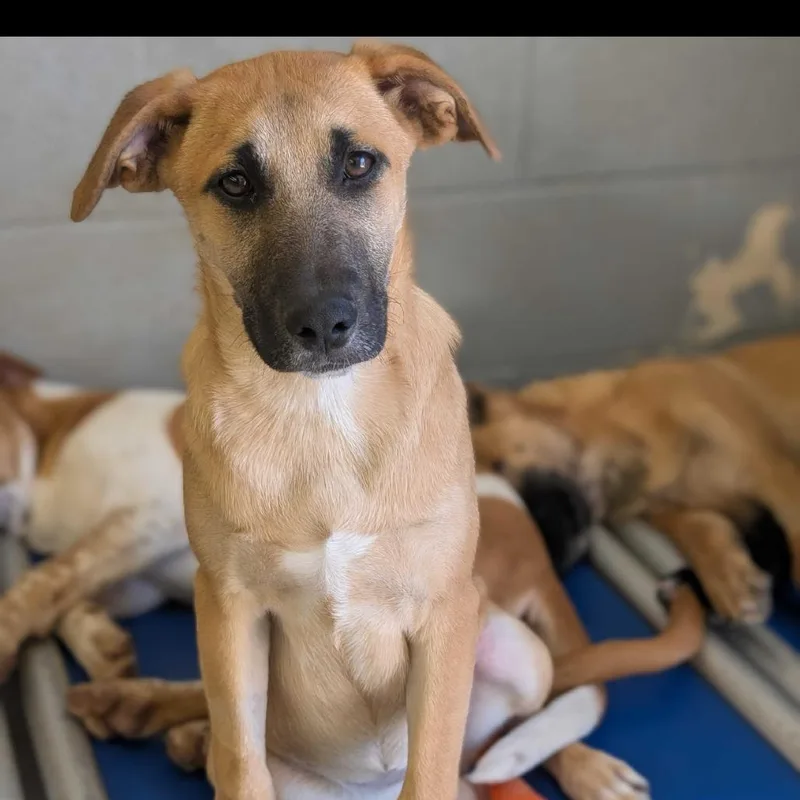 A baby medium-sized female Yellow / Tan / Blond / Fawn Beagle dog named Baylor for adoption in Grand Junction, CO