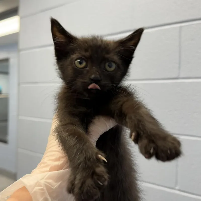 A baby small-sized male Black Domestic Short Hair cat named Sunlight for adoption in Martinsville, VA