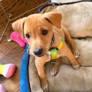 Carambola Pup: Melon