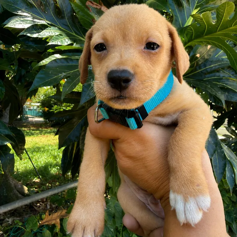 Carambola Pup: Melon thumbnail 2