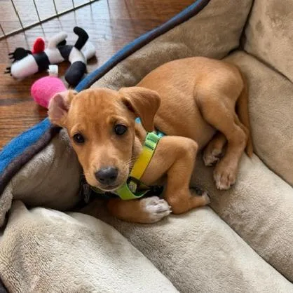 Carambola Pup: Melon thumbnail 3