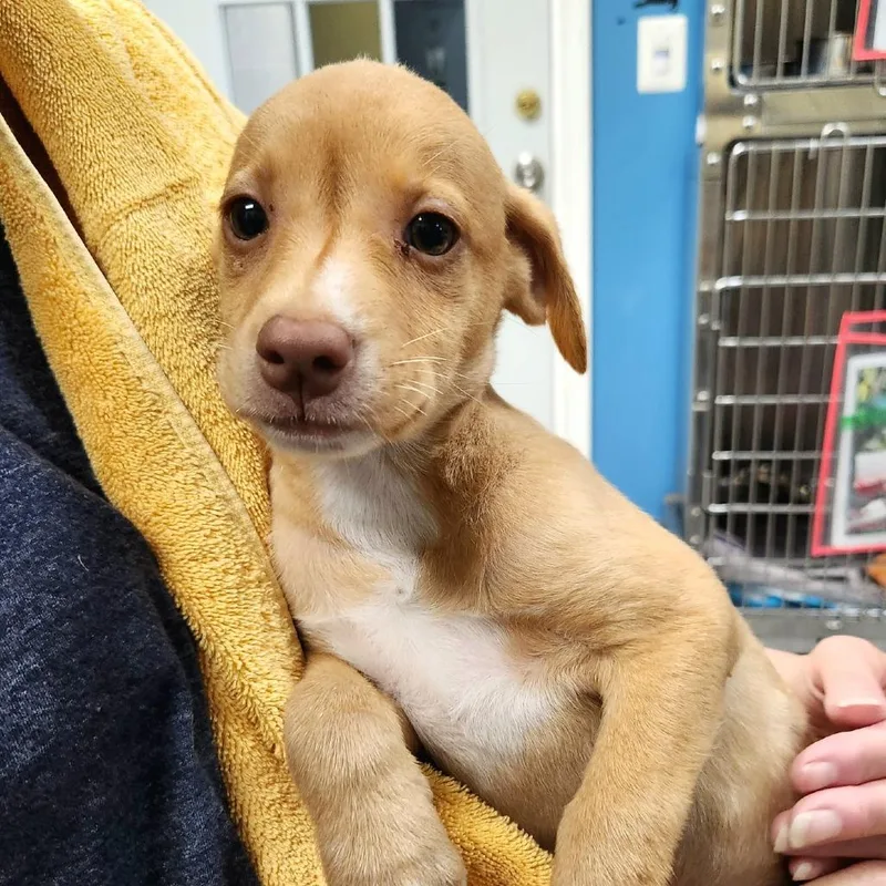 Carambola Pup: Melon thumbnail 4