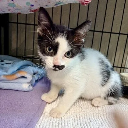 A baby medium-sized male Black & White / Tuxedo Domestic Short Hair cat named Channing for adoption in Bulverde, TX