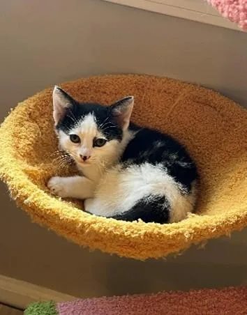 A baby small-sized male Domestic Short Hair cat named Okra for adoption in Statesville, NC