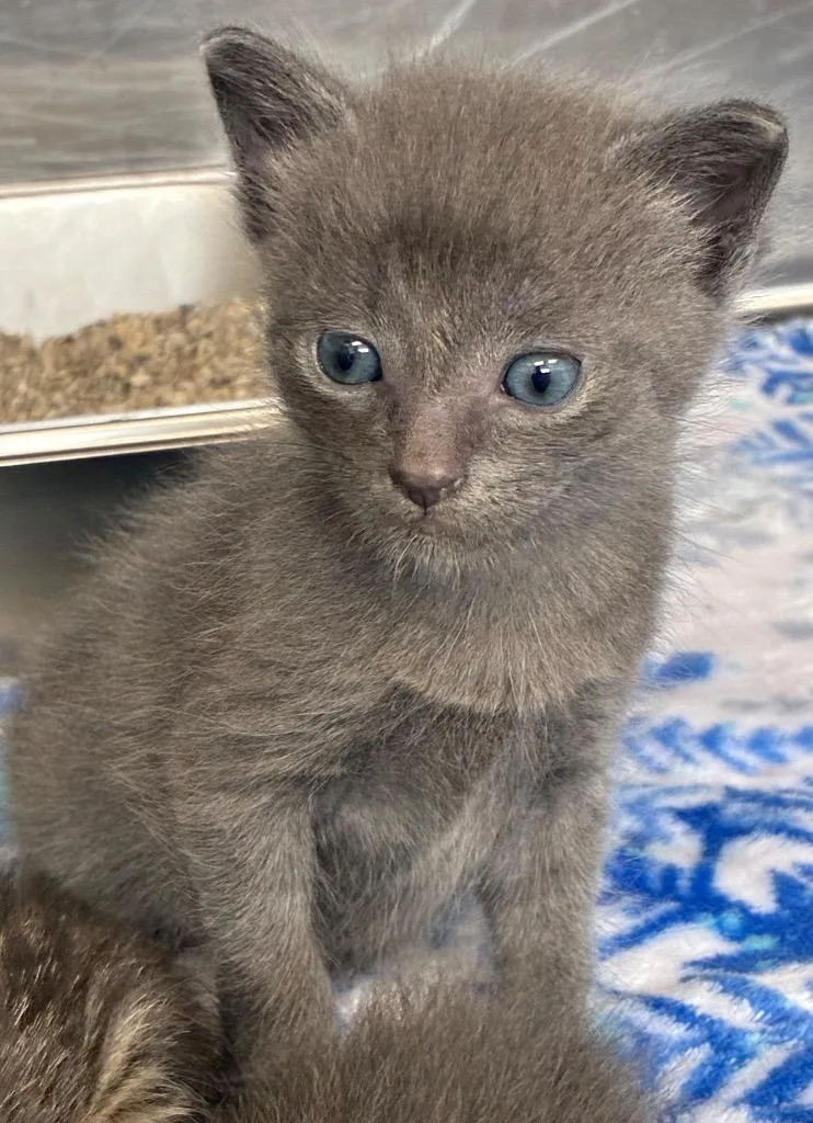 A baby medium-sized male Domestic Short Hair cat named Loco for adoption in Hartsville, SC