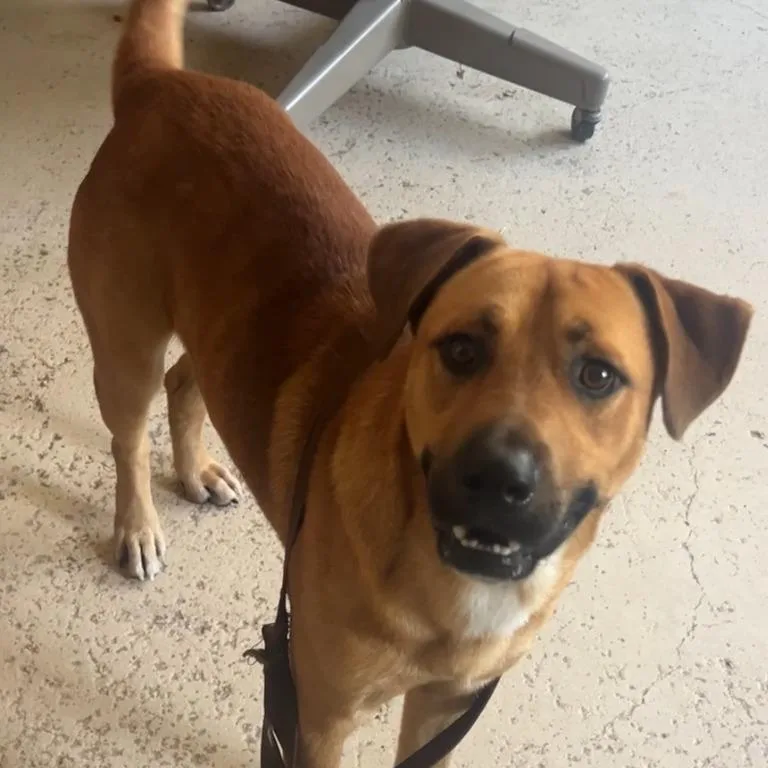 An adult medium-sized male Red / Chestnut / Orange Black Mouth Cur dog named Brady for adoption in Wiggins, MS