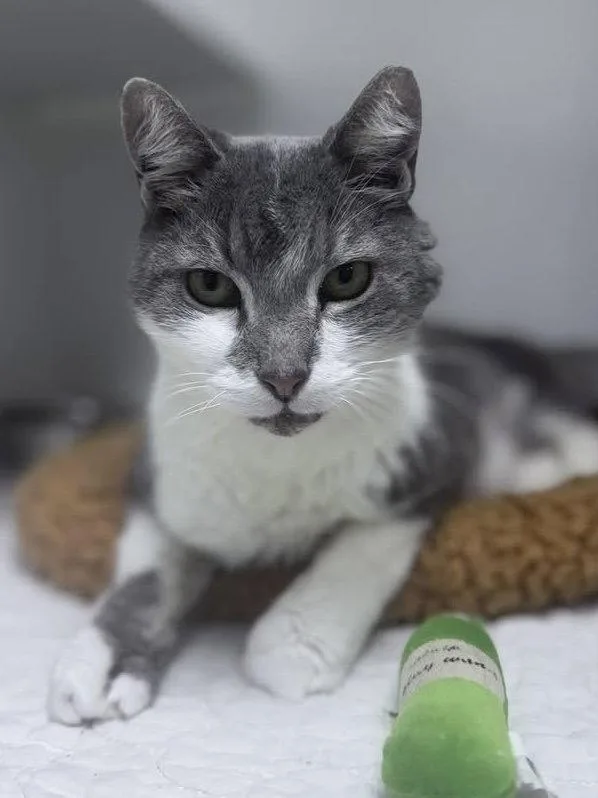 A young medium-sized male Gray / Blue / Silver Domestic Short Hair cat named Kingsley Bcso for adoption in Satellite Beach, FL